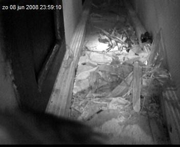 gierzwaluw2-08.06.08_23.59.10.jpg