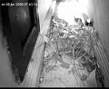 gierzwaluw2-08.06.08_07.43.14